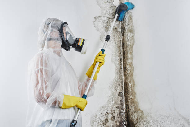 Best Toxic Mold Removal  in Verandah, FL