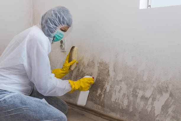 Mold Testing and Removal in Verandah, FL