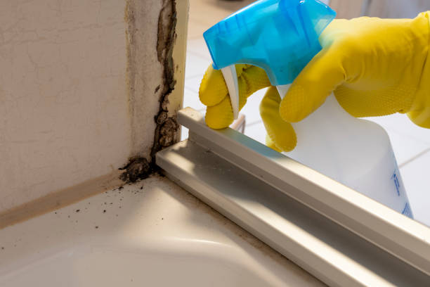 Best Mold Removal Specialists  in Verandah, FL