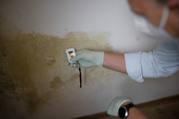 Best Local Mold Removal Service  in Verandah, FL