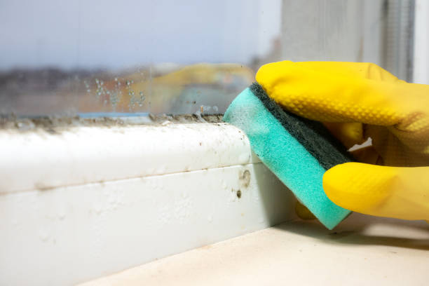 Best Mold Damage Repair  in Verandah, FL