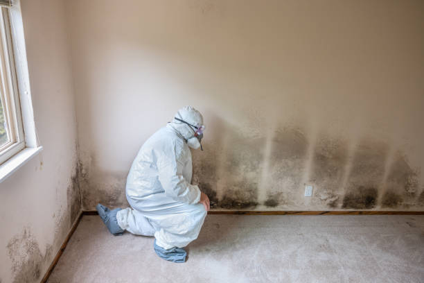 Best Black Mold Removal  in Verandah, FL